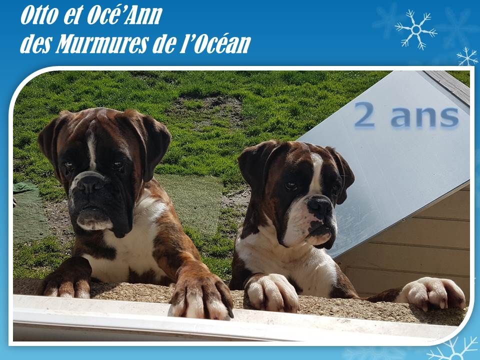 Océ'ann des murmures de l'océan