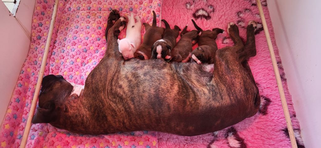 chiot Boxer des murmures de l'océan