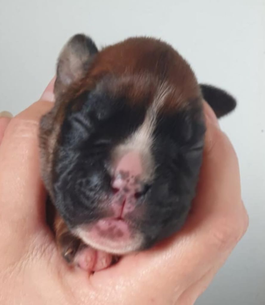 des murmures de l'océan - Chiot disponible  - Boxer