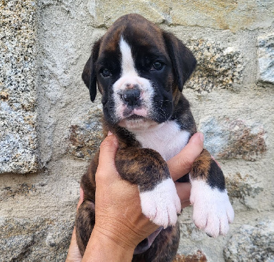 des murmures de l'océan - Boxer - Portée née le 04/08/2024