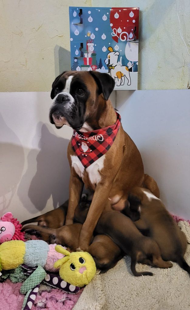 chiot Boxer des murmures de l'océan