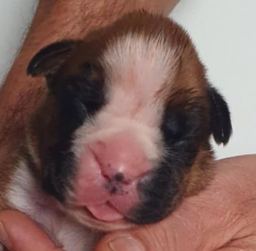 des murmures de l'océan - Chiot disponible  - Boxer