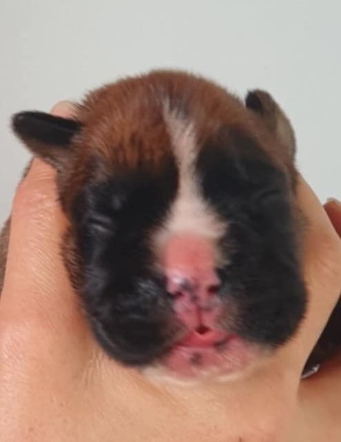 des murmures de l'océan - Chiot disponible  - Boxer