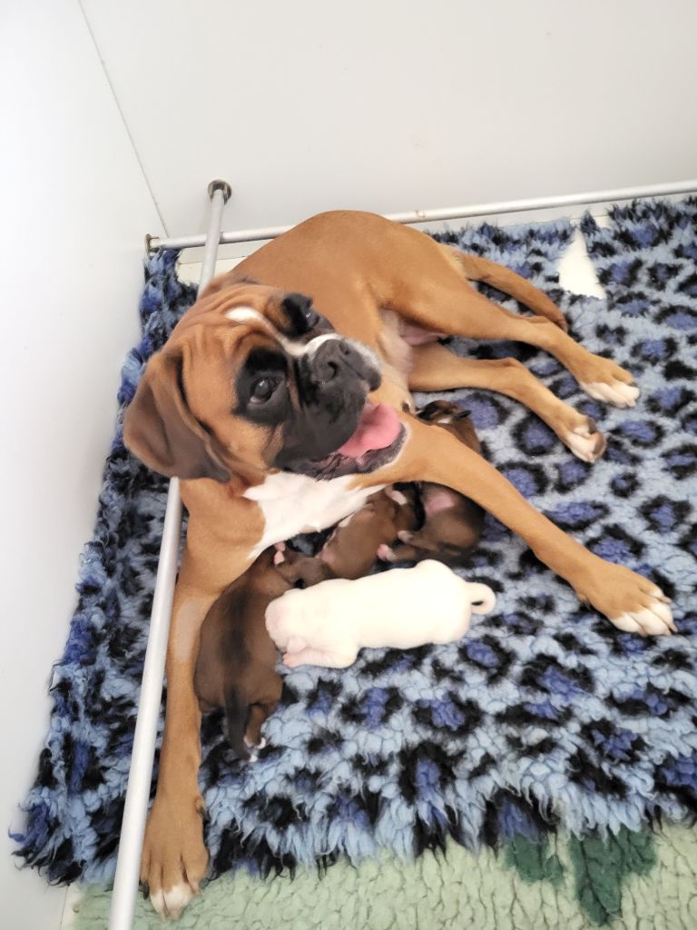 chiot Boxer des murmures de l'océan