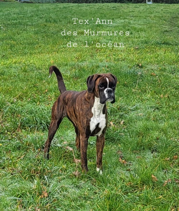 Tex'ann des murmures de l'océan