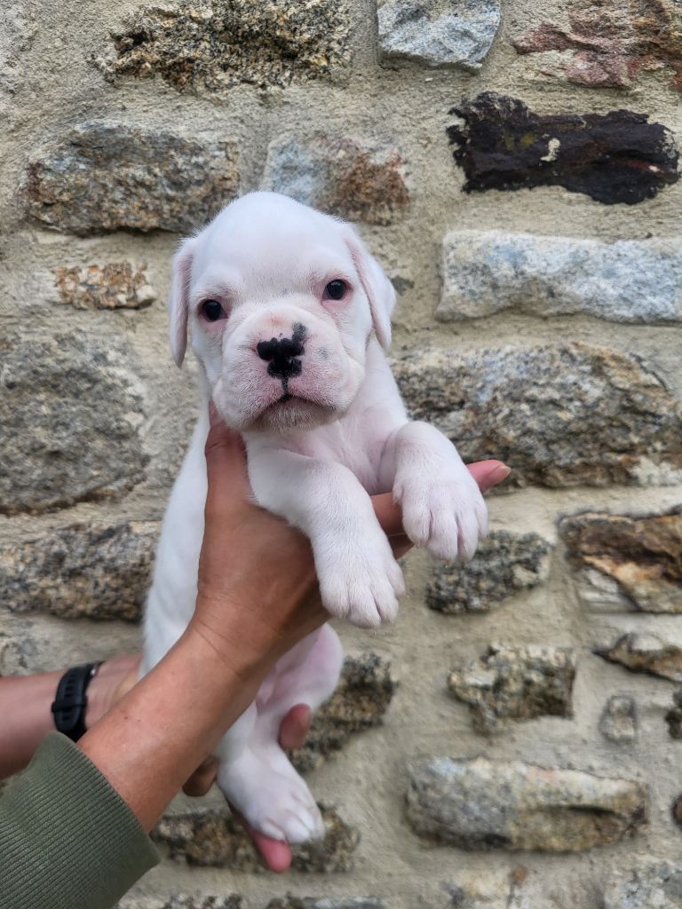 des murmures de l'océan - Chiots disponibles - Boxer