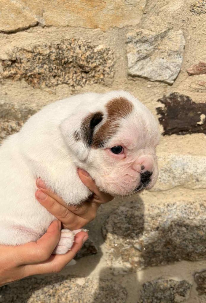 des murmures de l'océan - Chiots disponibles - Boxer