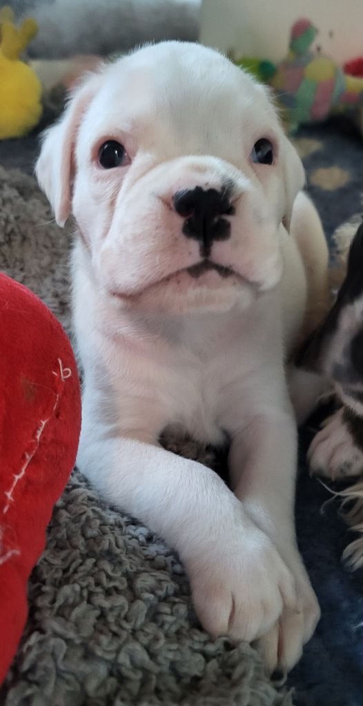 des murmures de l'océan - Chiots disponibles - Boxer
