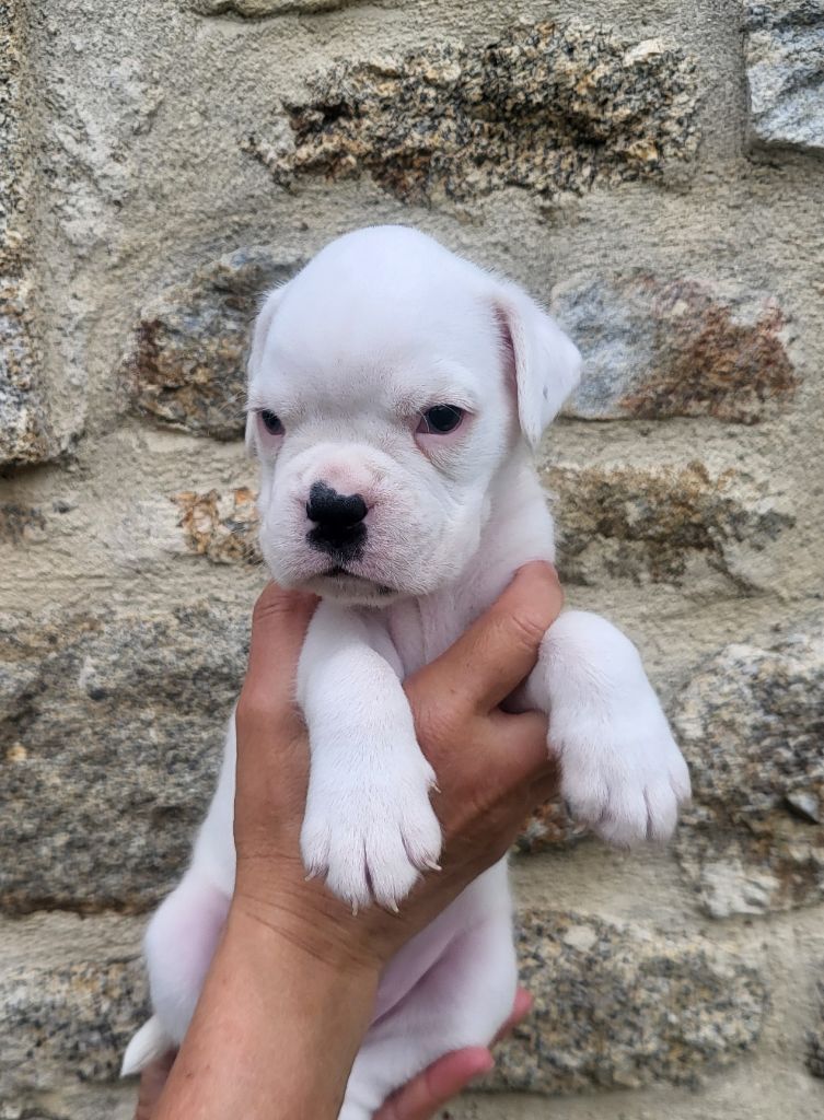 des murmures de l'océan - Chiots disponibles - Boxer