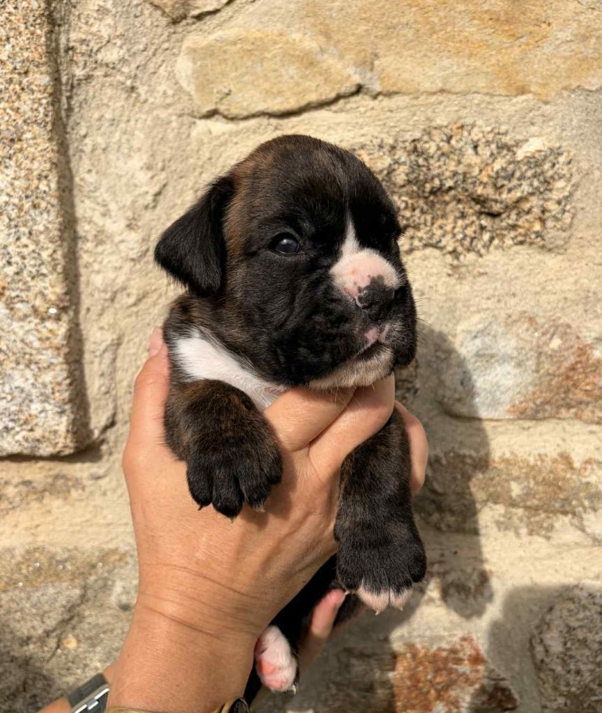 des murmures de l'océan - Chiots disponibles - Boxer