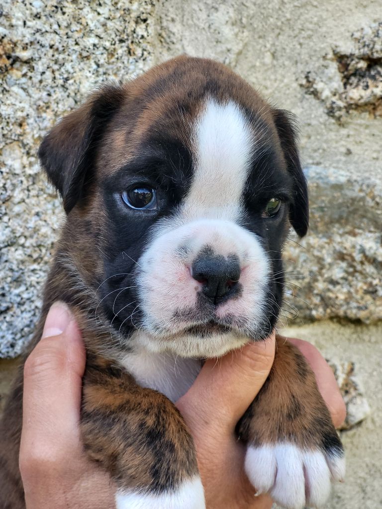 des murmures de l'océan - Chiots disponibles - Boxer