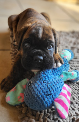 BOSCO