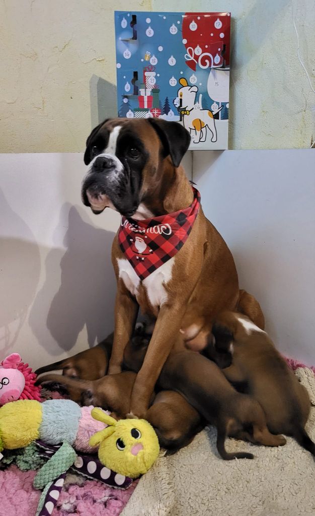 Chiot Boxer des murmures de l'océan