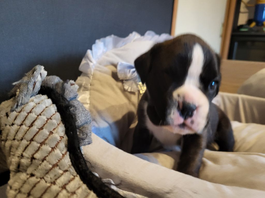 des murmures de l'océan - Chiots disponibles - Boxer