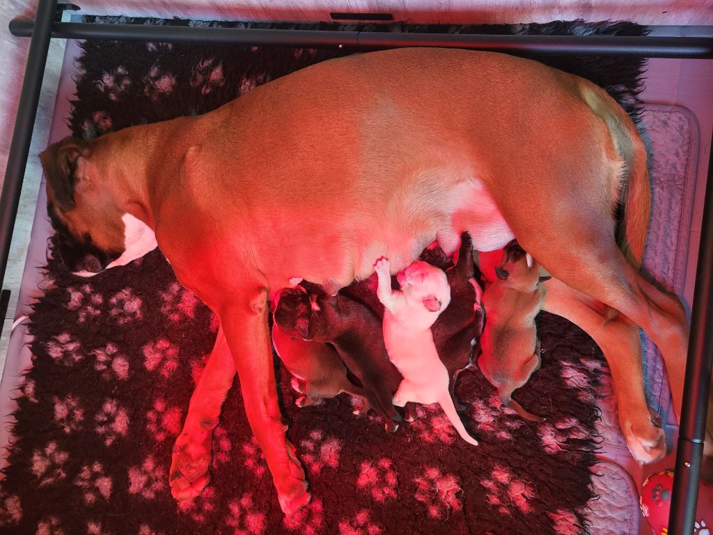 Chiot Boxer des murmures de l'océan