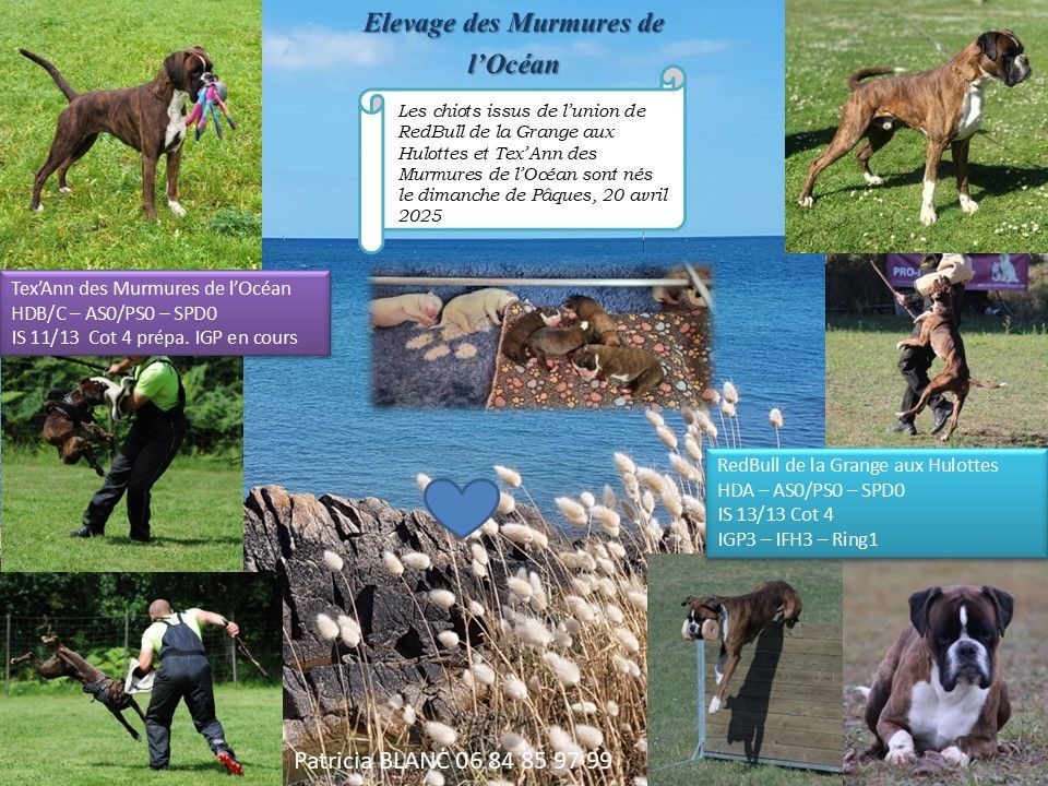Chiot Boxer des murmures de l'océan