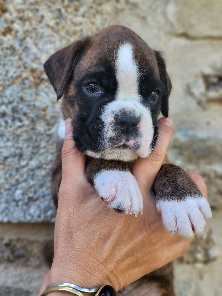 des murmures de l'océan - Chiots disponibles - Boxer